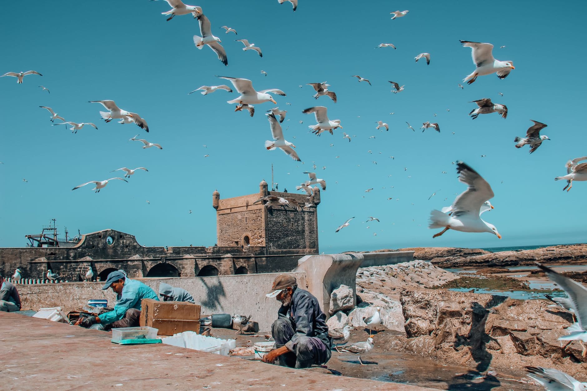 Gabbiani che sorvolano il porto di Essaouira con le sue mura