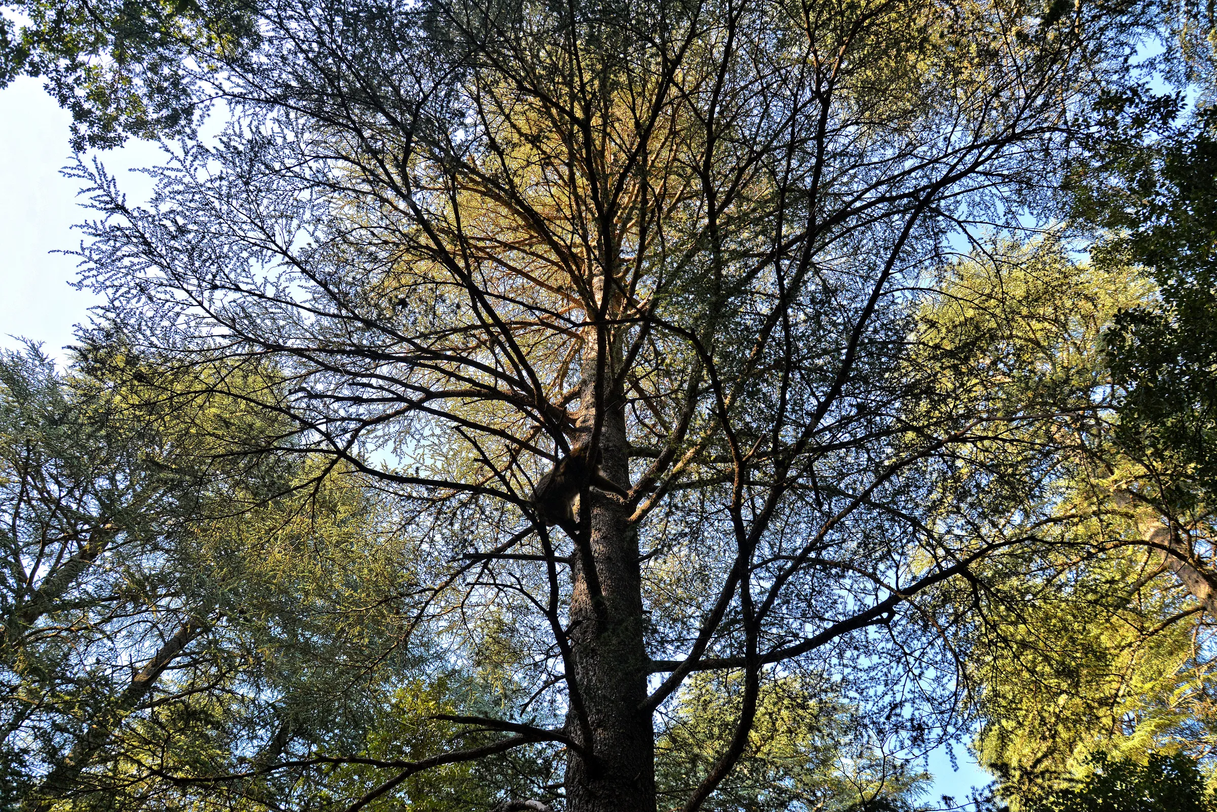 Bosque de cedros alrededor de Ifrane en el Atlas Medio